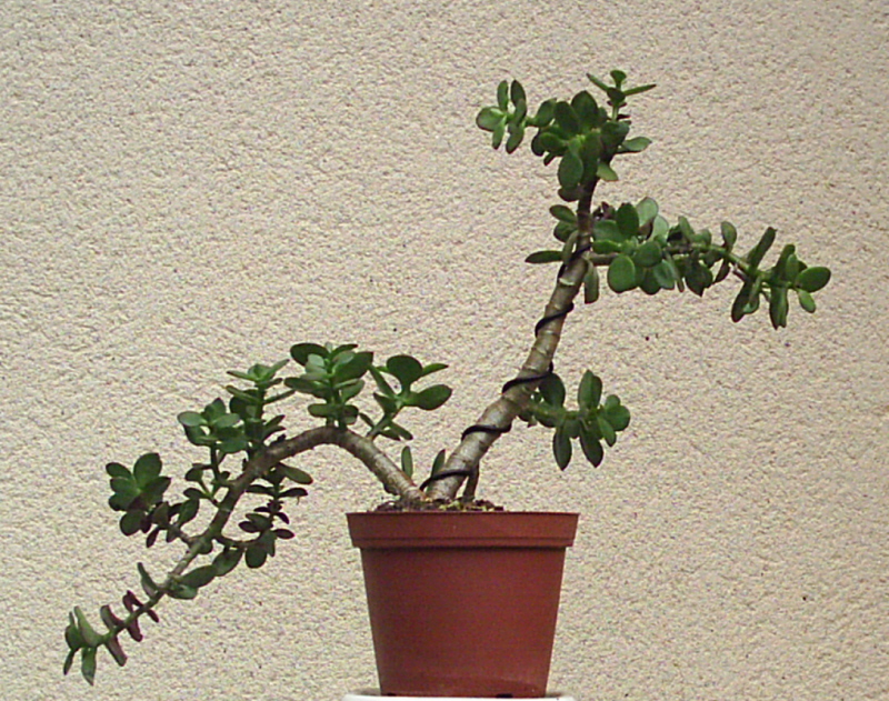 Image: crassula1-006-30fa65.jpg