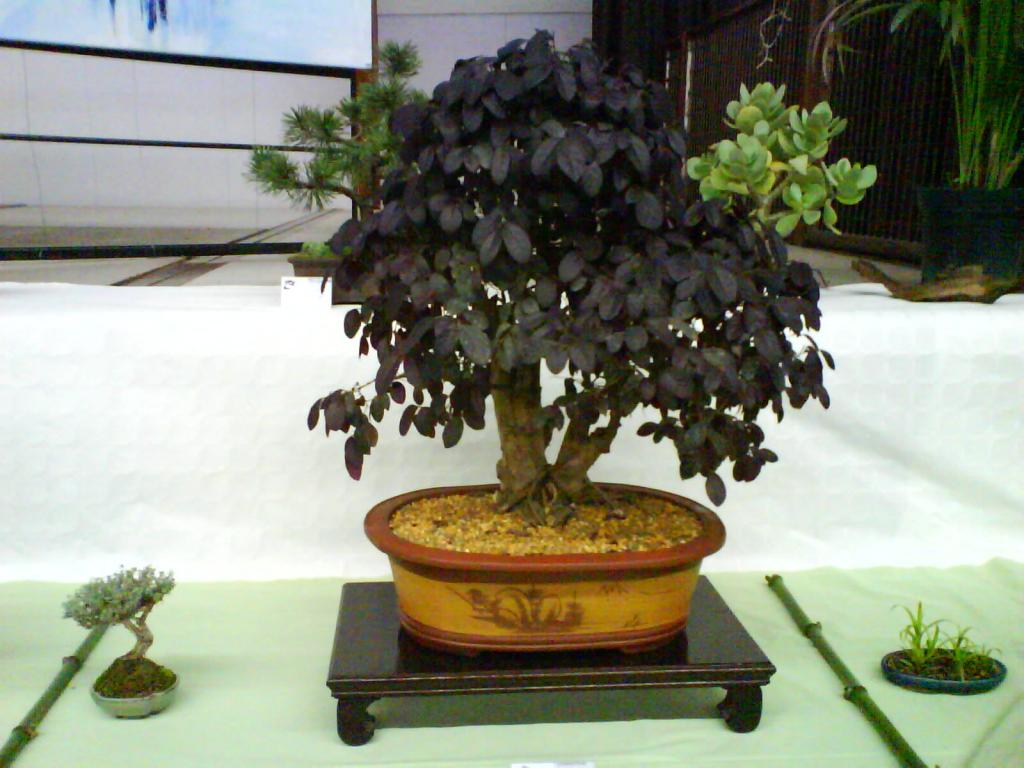Image: 45a-2007--35b8fc.jpg