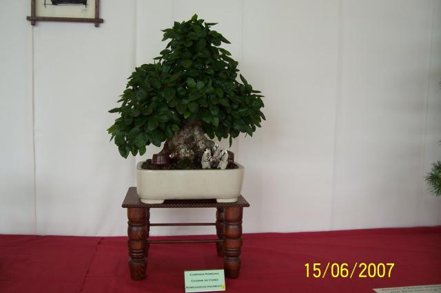 Image: 100_6939-420b0d.jpg