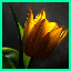 http://img23.xooimage.com/files/5/c/0/pantoun-bd1cf5.gif