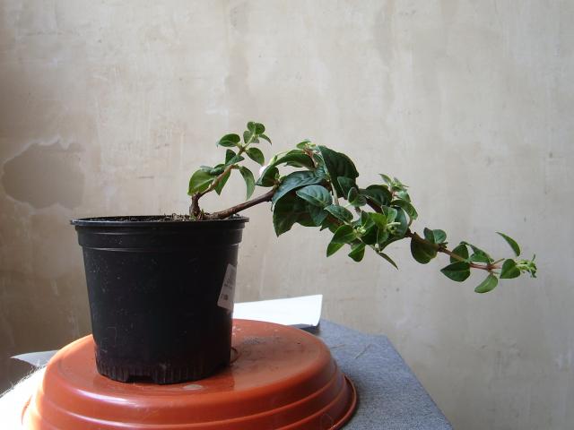 Image: sa550388-42cd97.jpg