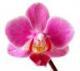 Image: fleur-orchid-e-4d1f88.jpg