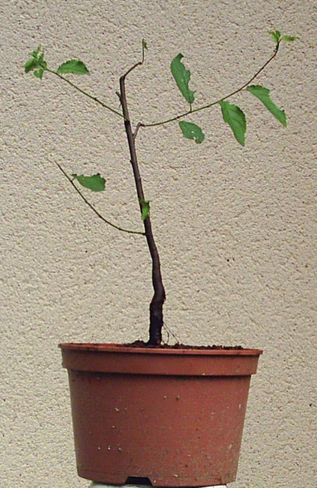 Image: prunellier-001-3e8f79.jpg