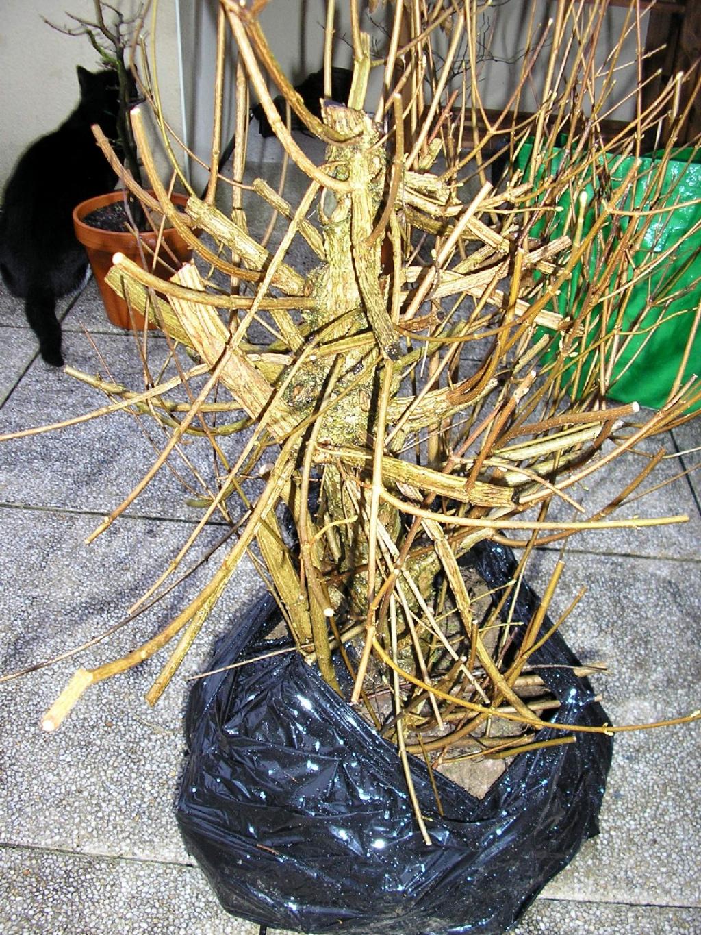 Image: p1010709-30cdc9.jpg