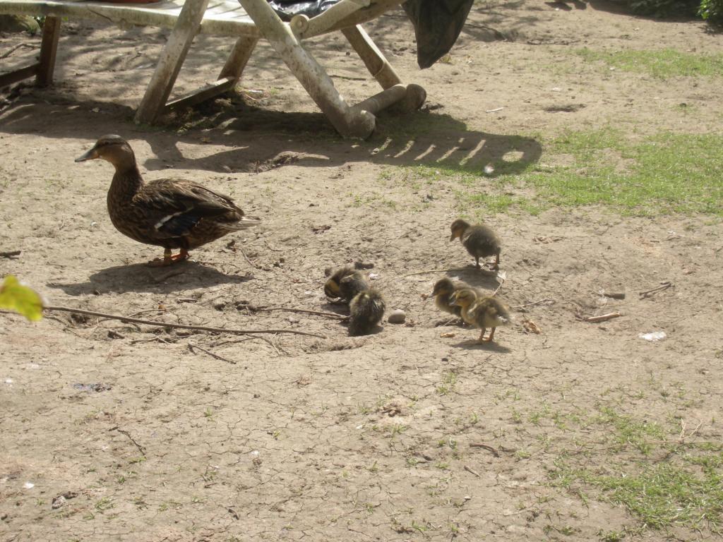 Image: imgp0463-34d2e8.jpg