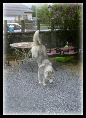 Image: loup-31dd01.jpg