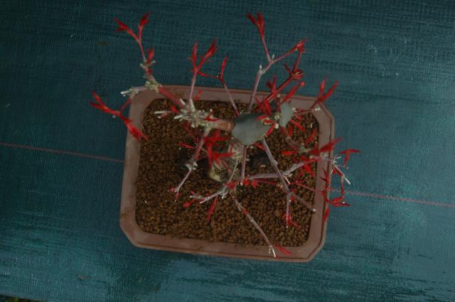 Image: bonsai-vente-015-344610.jpg
